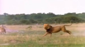 Лев убивает Гиену Жесть