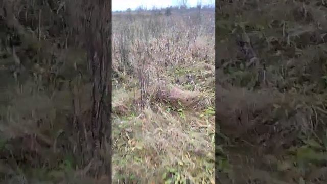 Осмотр места охоты Тайга первый раз на охоте смотреть онлайн