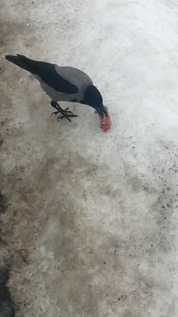 Ворона и курица / Hooded crow Tiny and a piece of chicken смотреть онлайн