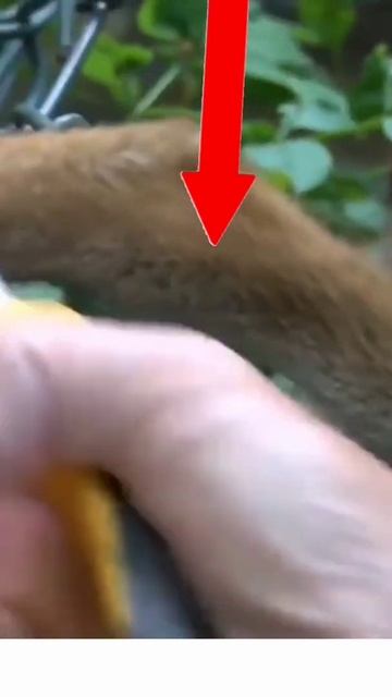 Jackal ; सियार कहाँ फस गया #Humanity 💋#shorts ❤#ytshorts | Social Awareness Video смотреть онлайн