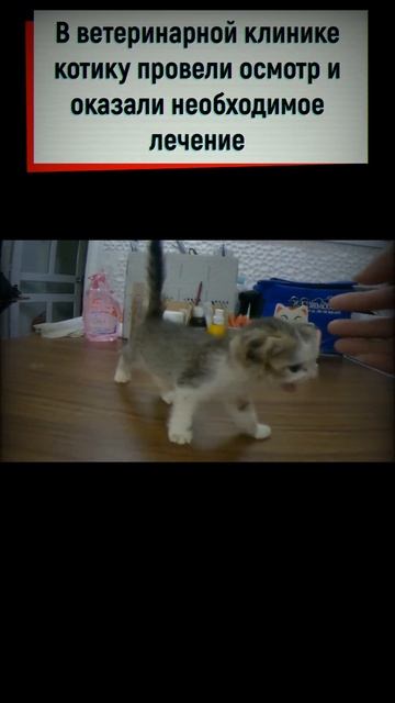 Медлить было нельзя, и мы приняли решение забрать котика и отвезти в ветеринарную клинику #shorts смотреть онлайн