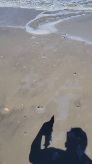 Bonnethead shark (Акула молот-рыба) смотреть онлайн