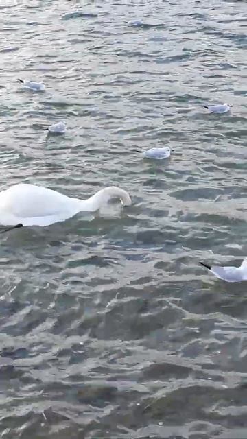 Höckerschwan (Cygnus olor) und Lachmöwen (Chroicocephalus ridibundus) in der Donau смотреть онлайн