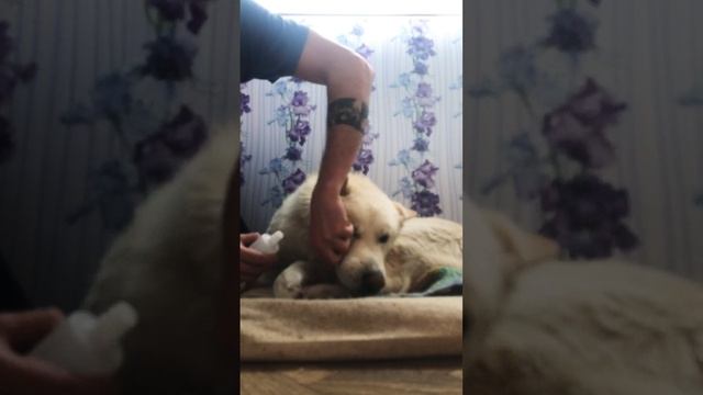 На охоте дикий кабан 🐗 зацепил волка клыком , порвал ему челюсть , еле ноги 👣 унесли смотреть онлайн