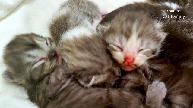 捨てられた母猫にエサを与えられた後、寄り添って眠る子猫たちがとても暖かくて可愛いです。早く健康に育ちますように - かわいい動物 смотреть онлайн