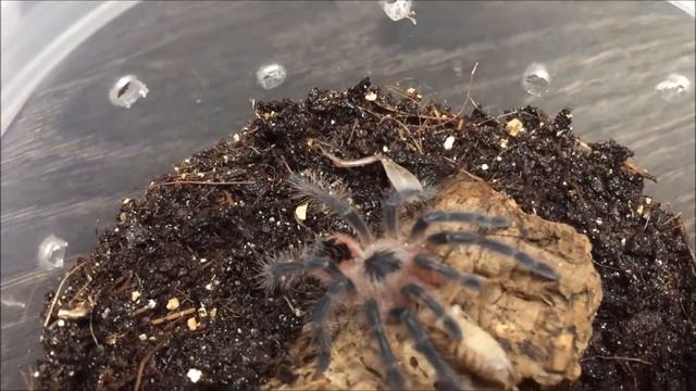 pamphobeteus platyomma l2 feeding смотреть онлайн