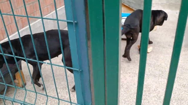 Тбилиси 🇬🇪 Грузия Приют Тамаза Элизбарашвили 🐕💌🍀🙏 смотреть онлайн