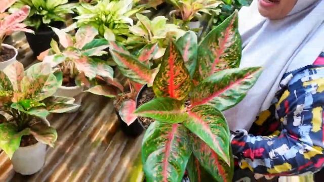 Jual Tanhis unik2 Cantik Rimbun Menarik Mumer ( lanjut nanti sore ) смотреть онлайн