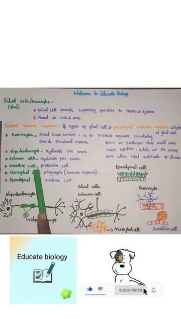 Neuron | Types of glial cells | neet points #shortsbeta смотреть онлайн