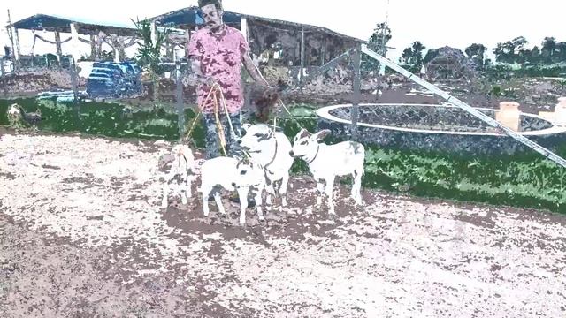 Pocket size punganuru cows ! See how short they are.. Cuteness overload || #Dwarf #Minicow #Adorabl смотреть онлайн