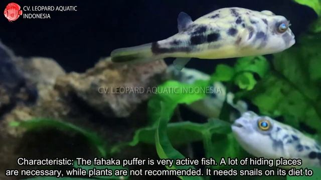 Tetraodon Lineatus. The EXOTIC Fahaka Puffer (Leopard Aquatic P006B)