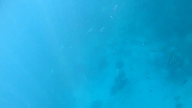 Swimming with Whale Sharks, Oslob, Cebu, Philippines смотреть онлайн