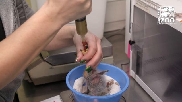 Feeding Two Kea Chicks - Cincinnati Zoo смотреть онлайн