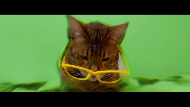котийнет RYTP смотреть онлайн