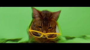 котийнет RYTP