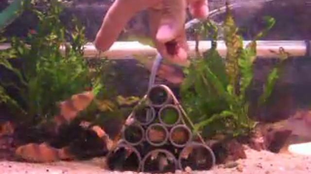 Loaches Feeding Time смотреть онлайн