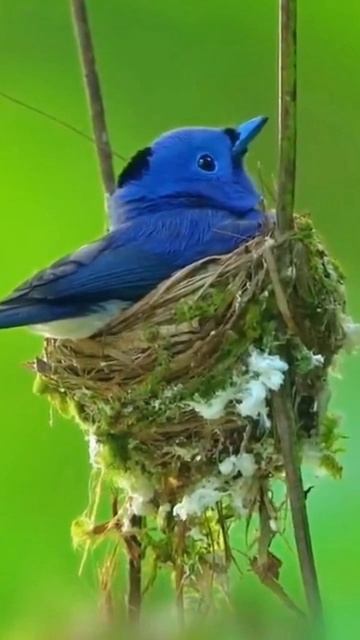 black - crowned #shorts #viral #birds смотреть онлайн