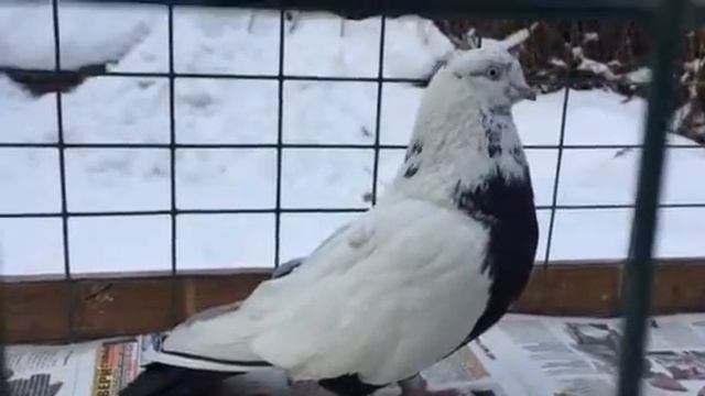 Свердловские высоколётные в Чертаново смотреть онлайн