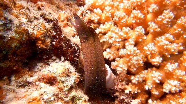 Dragon moray Enchelycore смотреть онлайн