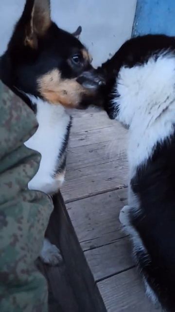 Собака🐕Целует💋 Котёнка 🐈 смотреть онлайн