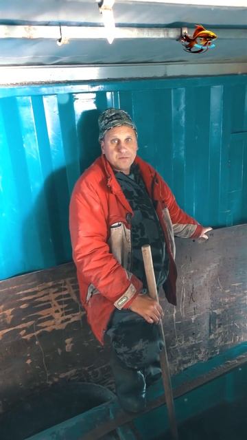 Какие виды рыбы выводят рыбоводы Зарыбляем обычное озеро для рыбалки #shorts смотреть онлайн