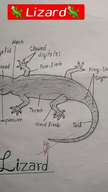how #to #draw a 😮beautiful 🦎🦎lizard figure YouTube #shortvideo смотреть онлайн