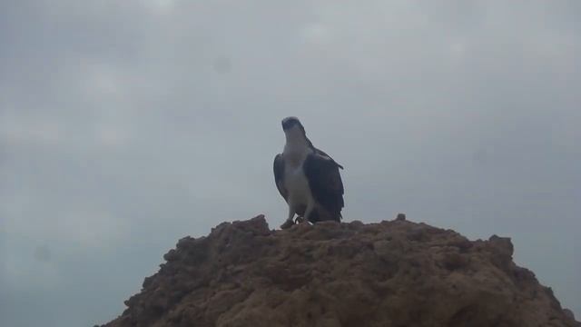 Skopa Скопа - птах моря 2020 рік смотреть онлайн