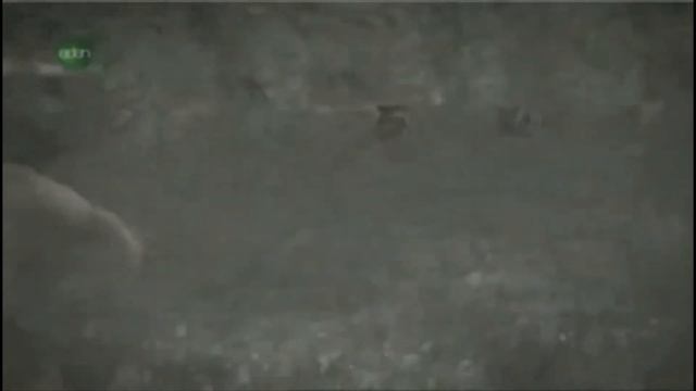 Animal Armegeddon [2009] - Asian Cougar Screen Time смотреть онлайн