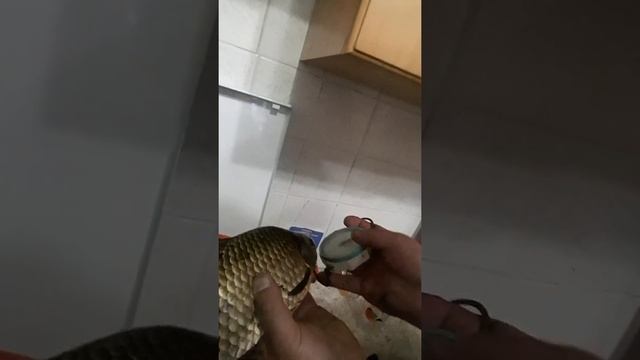Карась на 1 кг смотреть онлайн