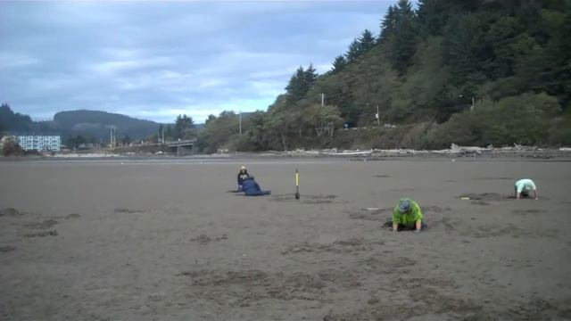 Clam Digging Siletz Bay Pollution Free Purple Varnish Clams смотреть онлайн