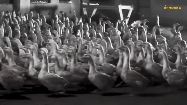 Прибыль от инкубатора Стимул 4000