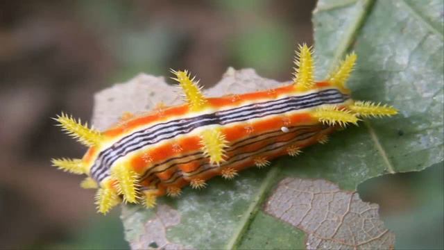 Top 10 Most Unusual Caterpillars смотреть онлайн