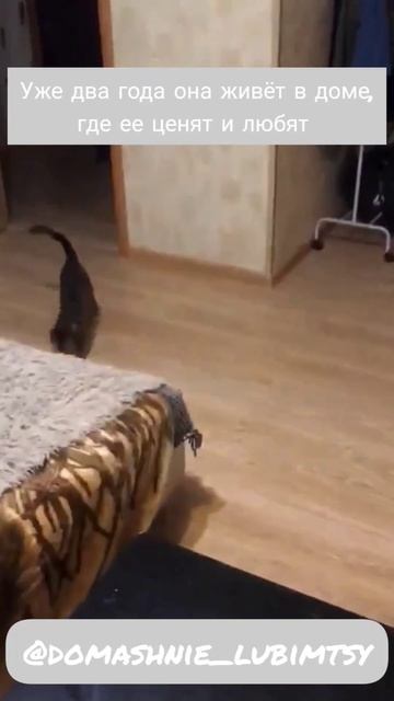 История с хорошим концом 🐈🏠🐕 #приютдлякошек #catsvideo #кошки #catdogfriends #бенгальскаякошка смотреть онлайн