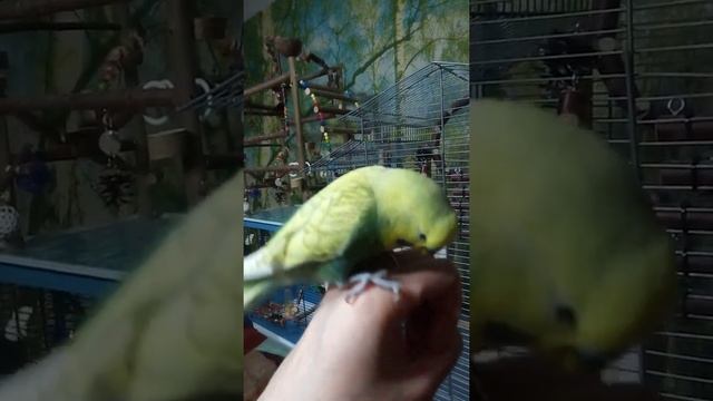 Попугай на батарейках смотреть онлайн
