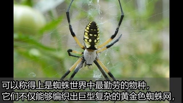 【五大最奇特蜘蛛】 恐怖食鸟蛛vs可爱蝇虎跳蛛！这些蜘蛛你都听说过吗？！ смотреть онлайн