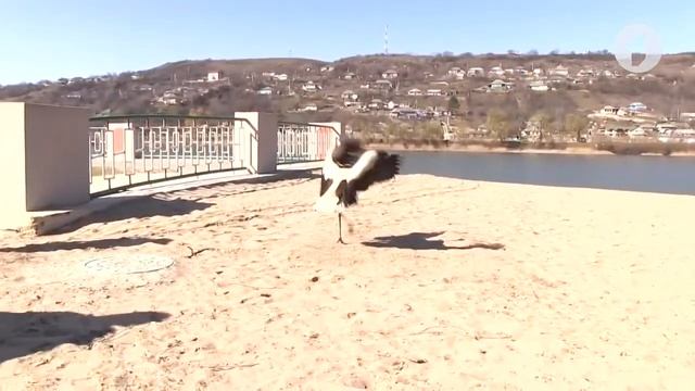 Возвращение аиста Жорика смотреть онлайн