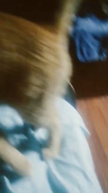 включи звук и кот прибежит смотреть онлайн