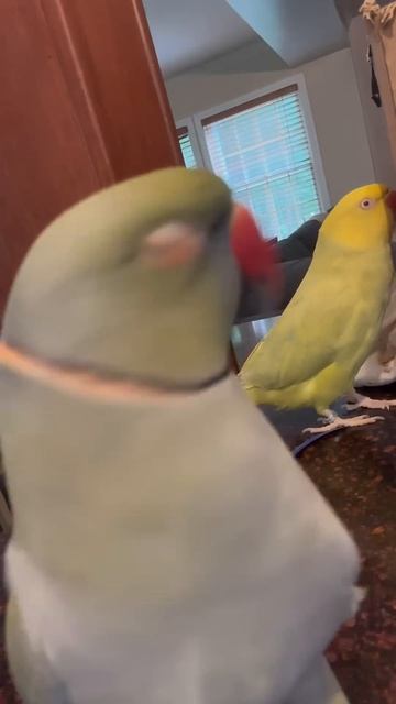 Here we go again… #talkingparrot #talkingbird #cuteanimals #funnyanimals #parrot #irn смотреть онлайн