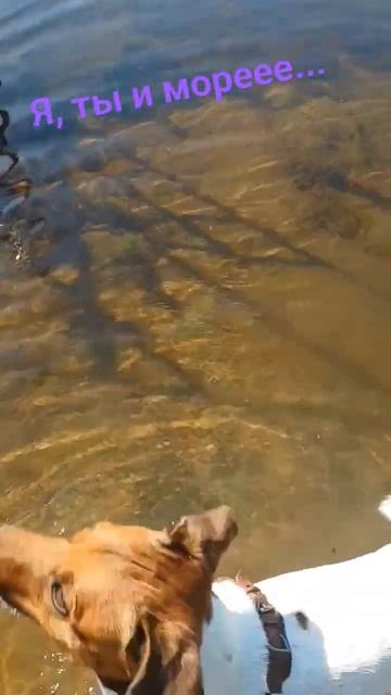 #собакаприколы #джекрассел Тим: "моё море в этом году)". смотреть онлайн
