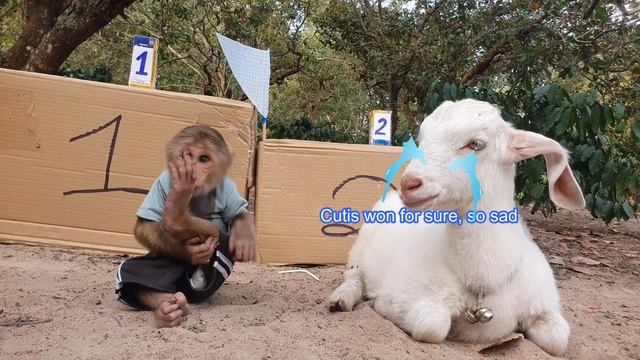 Obstacle Challenge Monkey CUTIS vs Baby GOAT смотреть онлайн