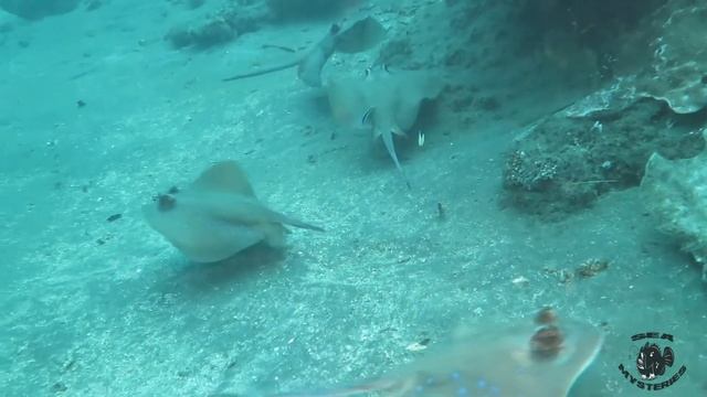 Blue Spotted Stingray Party!!! смотреть онлайн