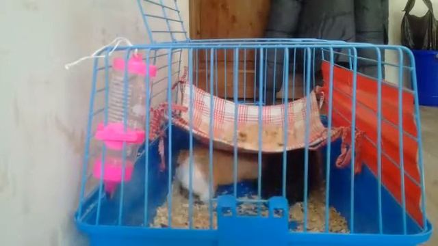 Сеня и Нюша играют(Сумашедшие бега двух морских свинок) смотреть онлайн