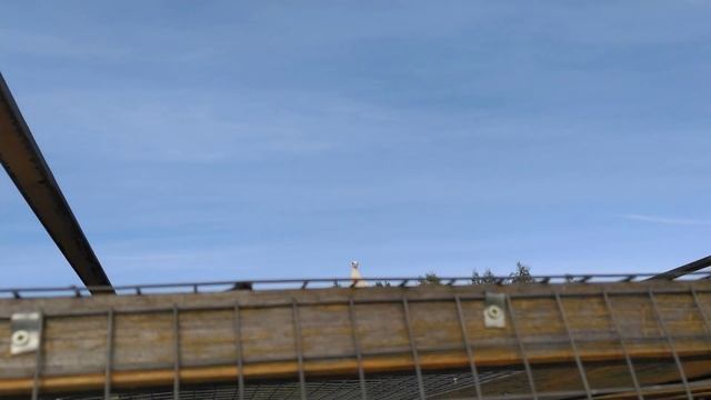 Пискун в шоке 😳 , после игры с ястребом 🦅 в догонялки смотреть онлайн