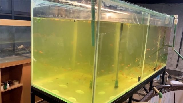 Пруд в гараже.Посадка семян лотоса смотреть онлайн