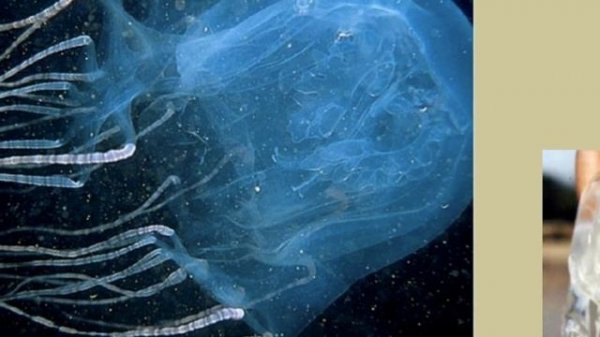 Chironex fleckeri or "Sea wasp" - the deadliest jellyfish