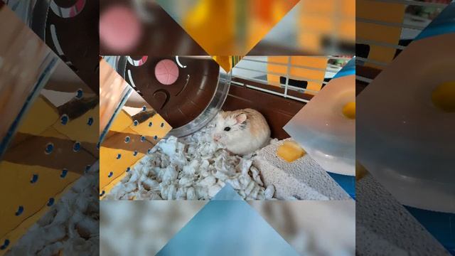 Hamster Christmas🎄 смотреть онлайн