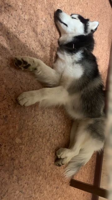 ХАСКИ ПОДПЕВАЕТ ВО СНЕ смотреть онлайн