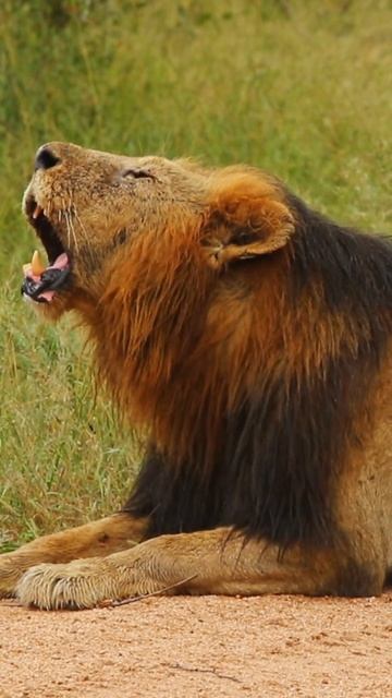 Lion King Shows Off Mighty Roar смотреть онлайн