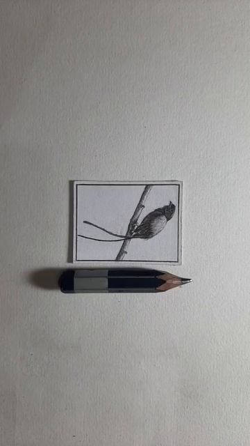 Long-Tailed Manakin Bird Miniature Sketch | Realistic Drawing | Beautiful Bird смотреть онлайн