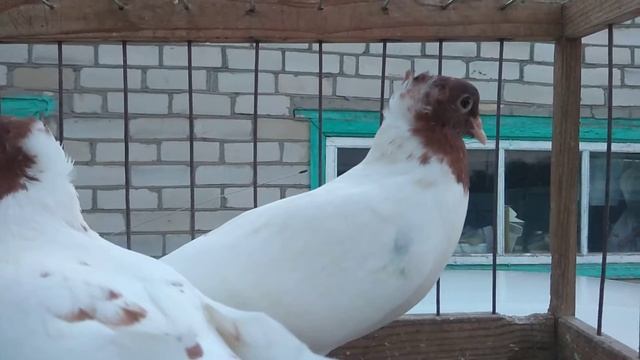 Пара красноголовых уехали в ст.Березанскую. смотреть онлайн